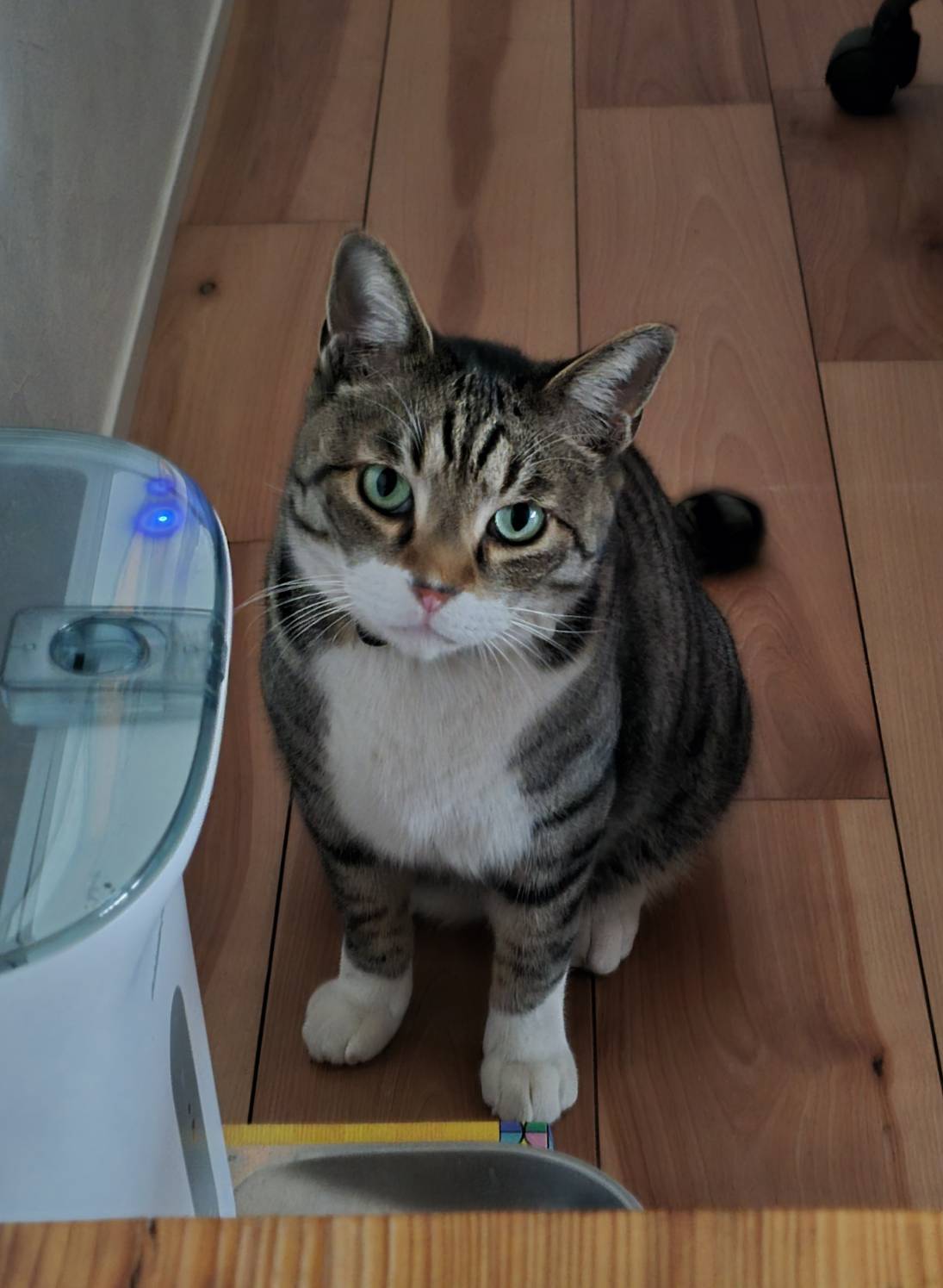 ようこそ、ねこのいる職場へ